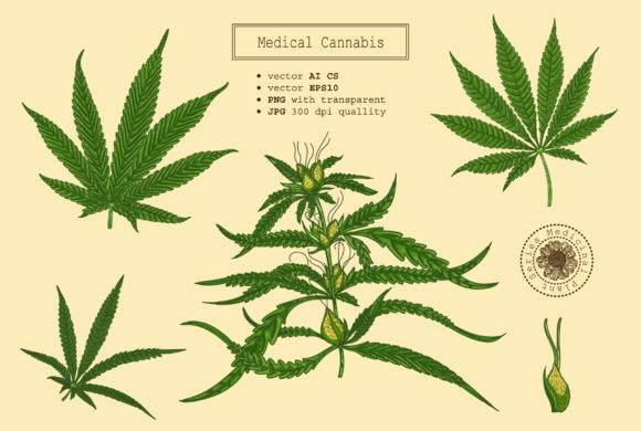 Medical Marijuana Cannabis: A Creative and Medicinal Resource